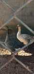 Casal De Patos Gansos Reprodutores