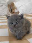 Gatinha British Shorthair Azul