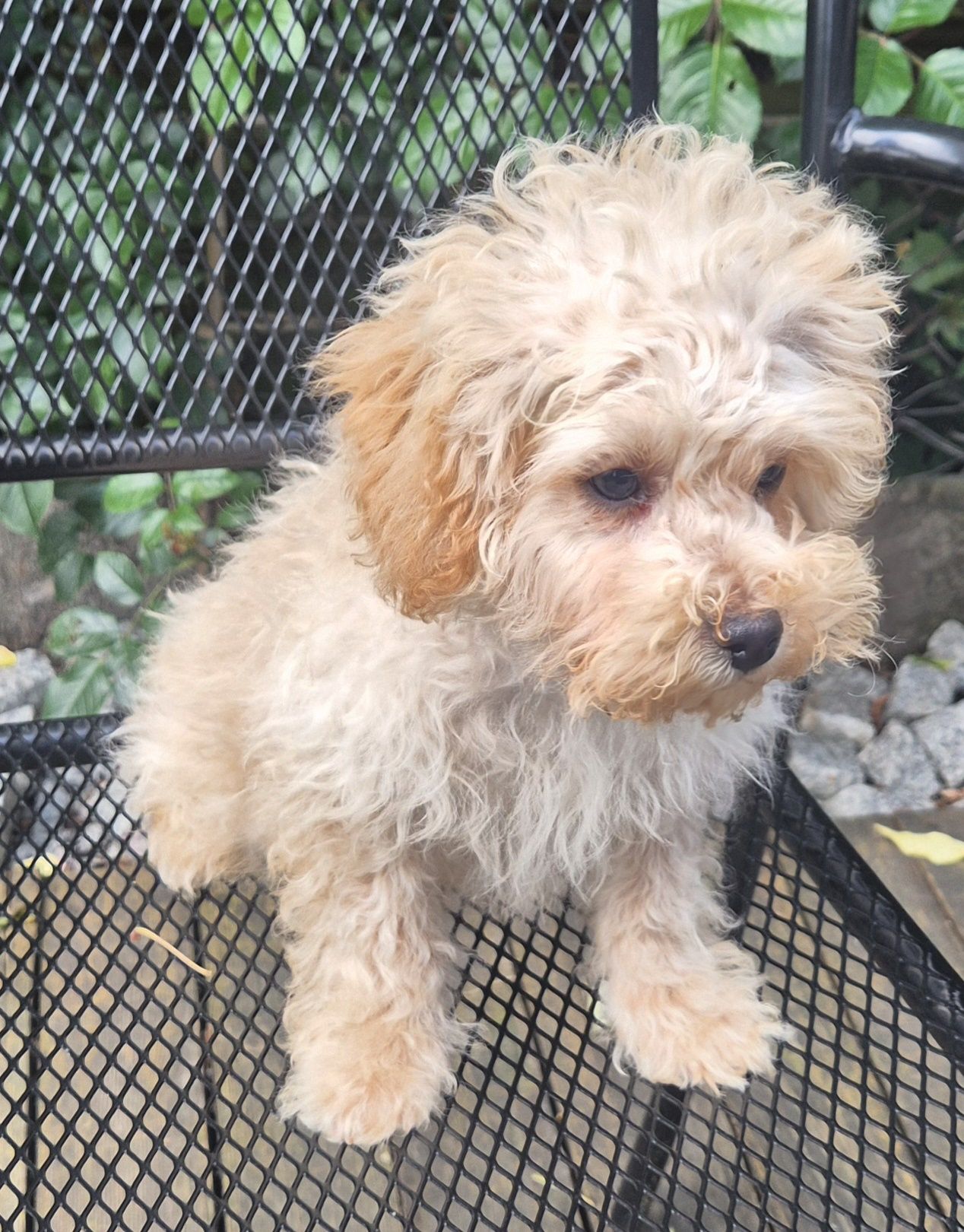 Maltipoo Piesek Gotowy do Odbioru