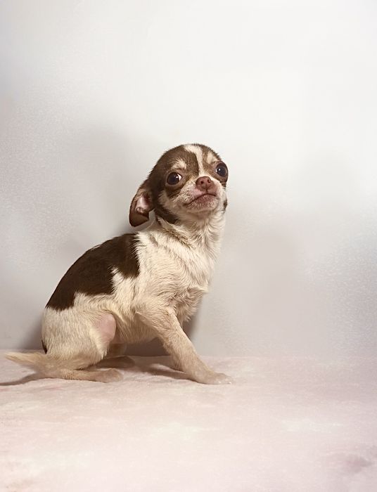 Неймовірна красуня міні чихуахуа бебі фейс