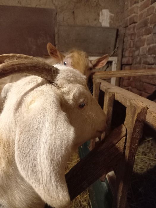 Продаються зааненские и заано-нубийские козы и козочки разного возраст