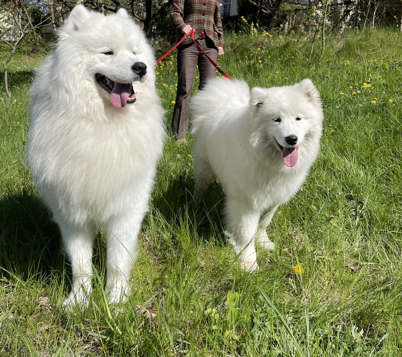 Samoyed, szczeniak, piesek, ZKwP