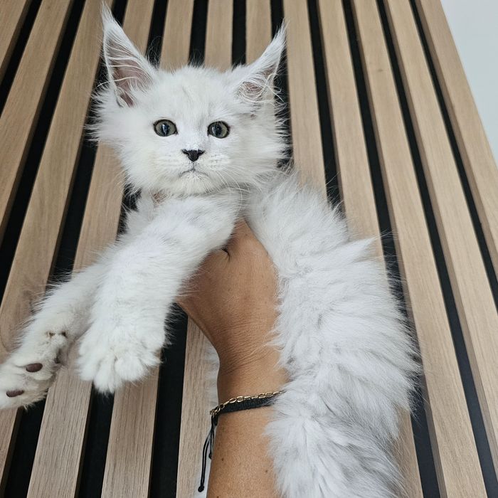 kocurek Maine coon rodowód fpl FIFe do hodowli