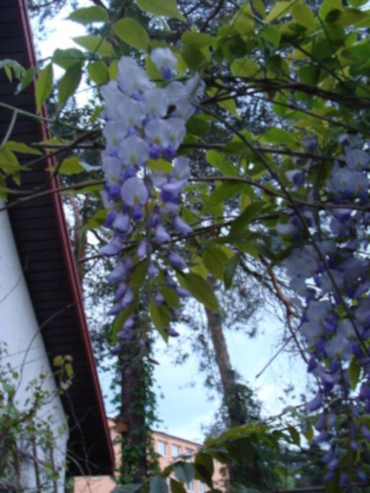 GLICYNIA CHIŃSKA - Wisteria sadzonki w doniczkach!