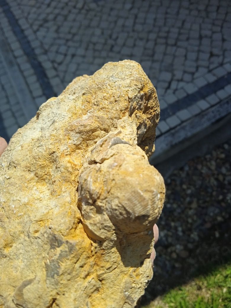 Fóssil Coral Jurássico Médio