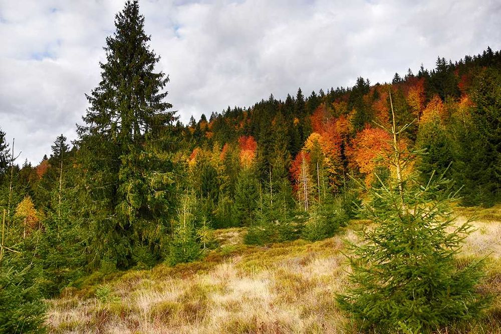 Продається ділянка 0.6 га біля озера Синевир