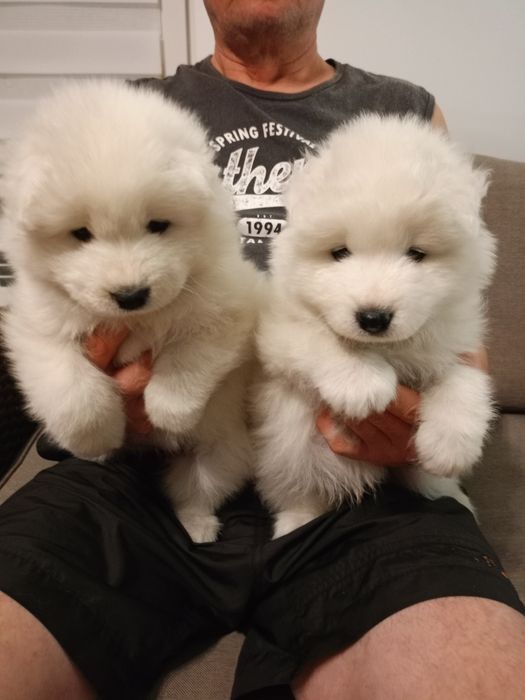 Samoyed śliczna suczka