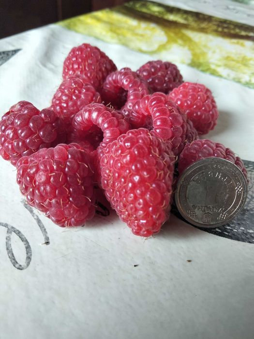 Малина ремонтантная крупная, урожайная