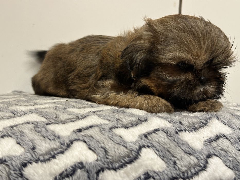 Czekoladowa sunia shih tzu DO ODBIORU