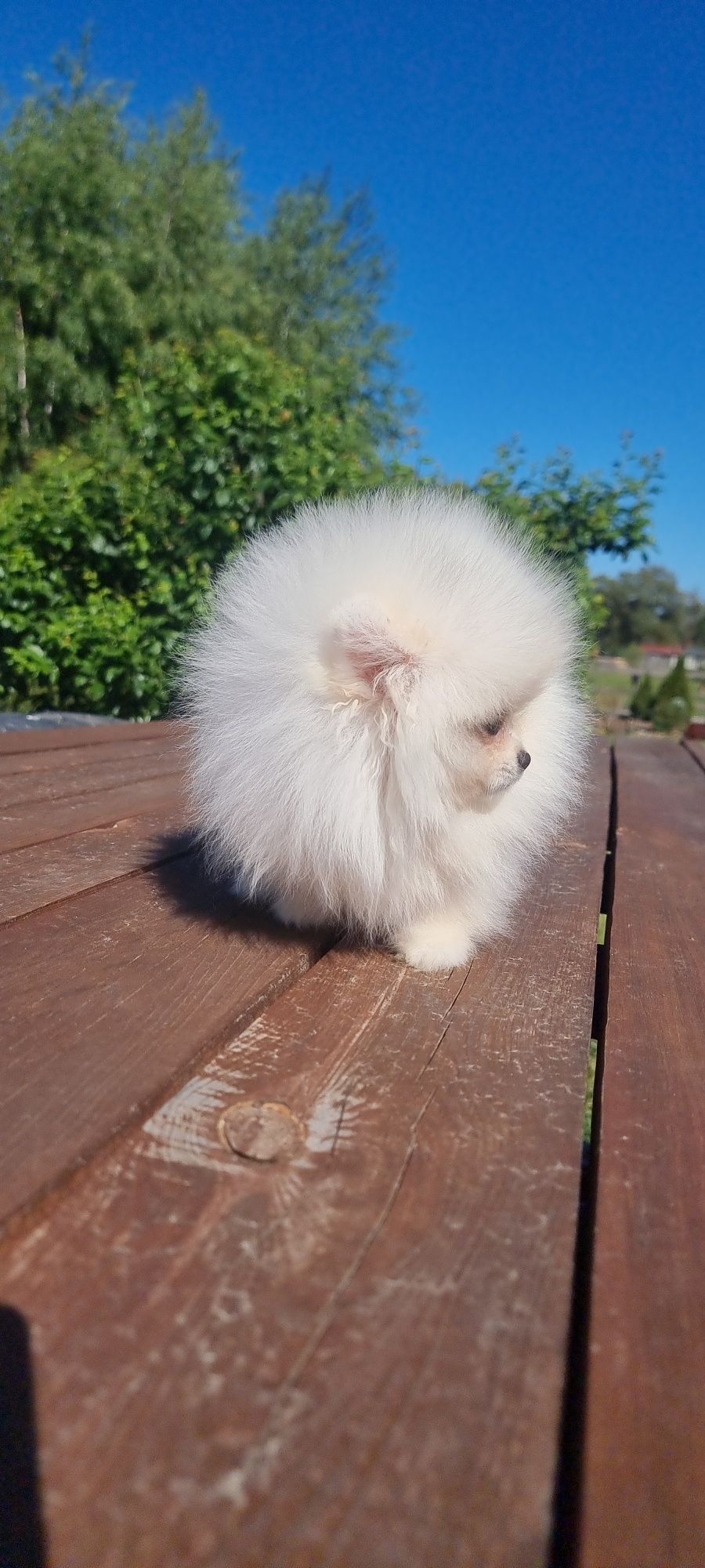 Piesek Szpic miniaturowy pomeranian