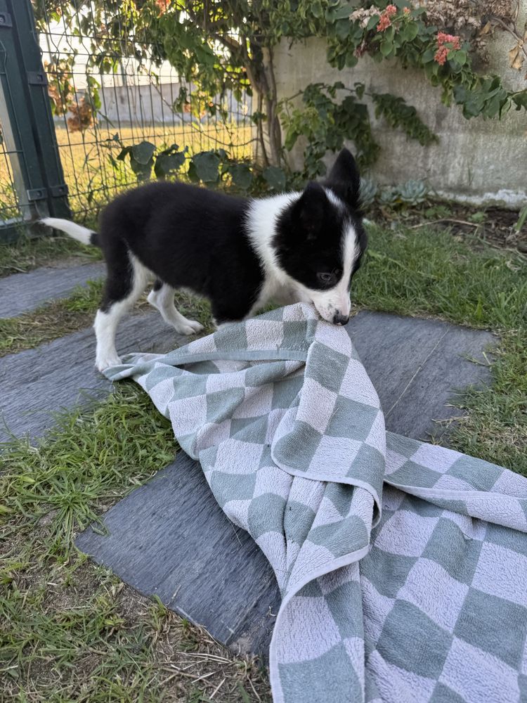 Border Collie preto e branco