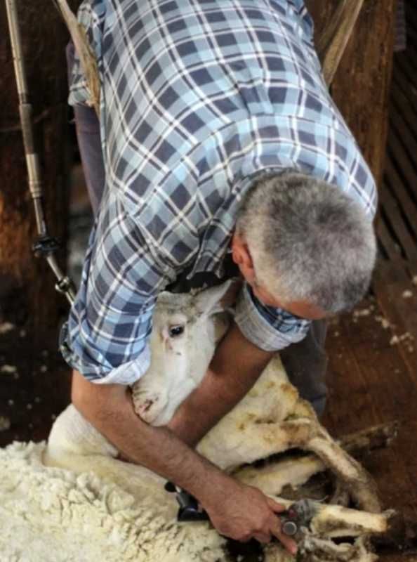 Tosquia de ovelhas Troca