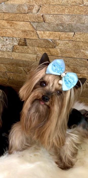 Йорк для  вʼязки. Міні 1.800 кг.