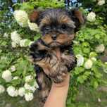 Yorkshire terrier,  suczka piekna