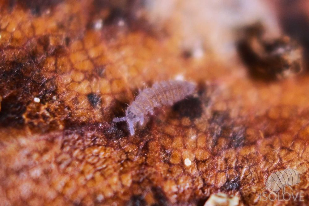 Ceratophysella isabellae "lilac", piękne skoczogonki ekipa sprzątająca
