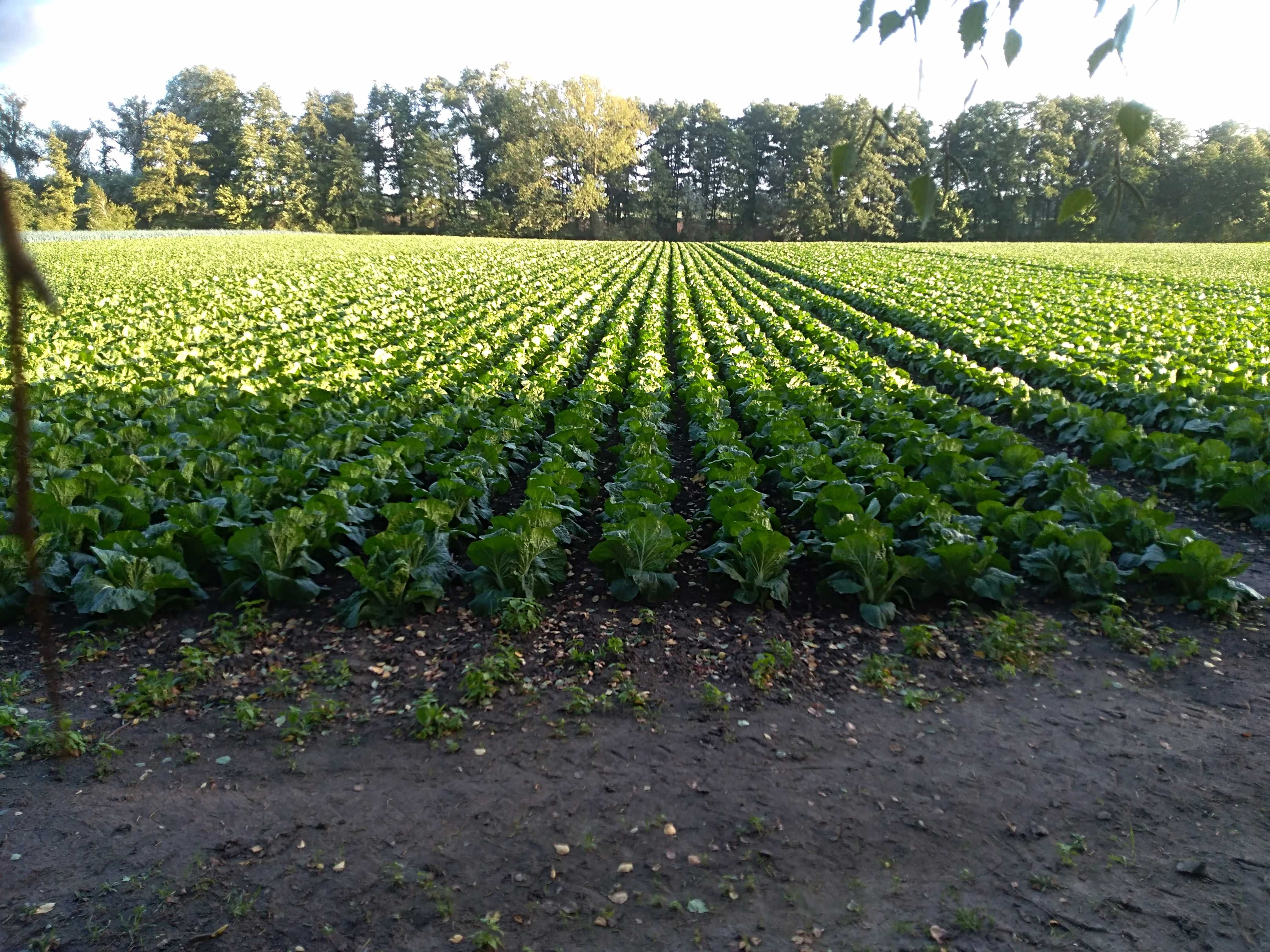 20L Biohumus AGRO do Oprysku Naturalny Ekologiczny Nawóz od Dżdżownic