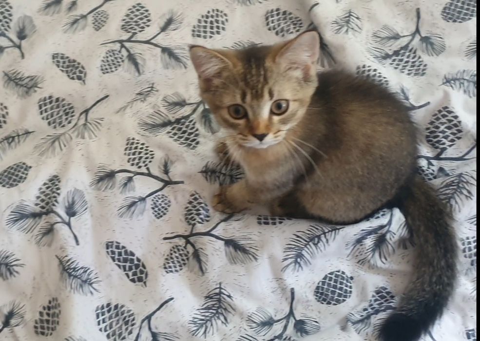 Шотландские котята, золотая шиншилла, три прямоушки, девочка вислоушка