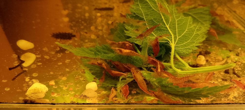 Krewetki odmiany Red Cherry