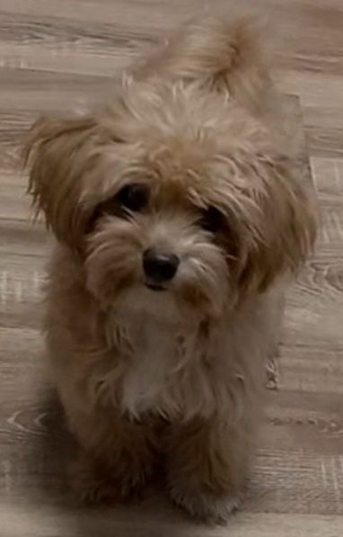 Мини мальчик беби фейс мальтипунчик красотунчик