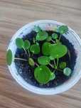 Pieniążek(pilea)