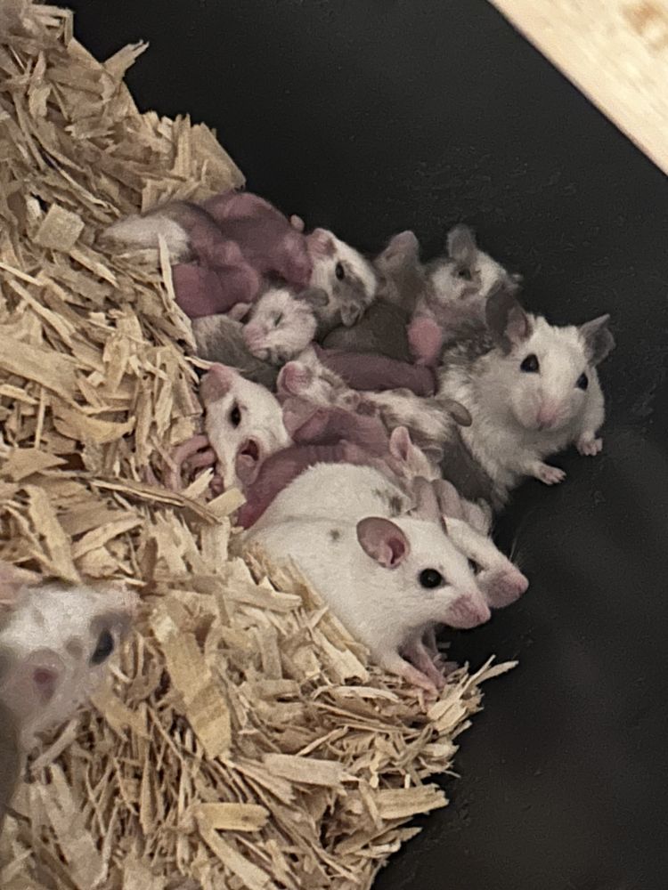 Mastomys Natalensis karmówka dla węży żywe lub mrożone różna gramatura