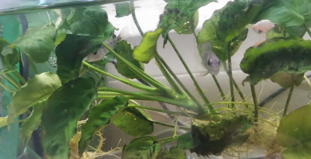 Anubia Barteri Planra Aquática