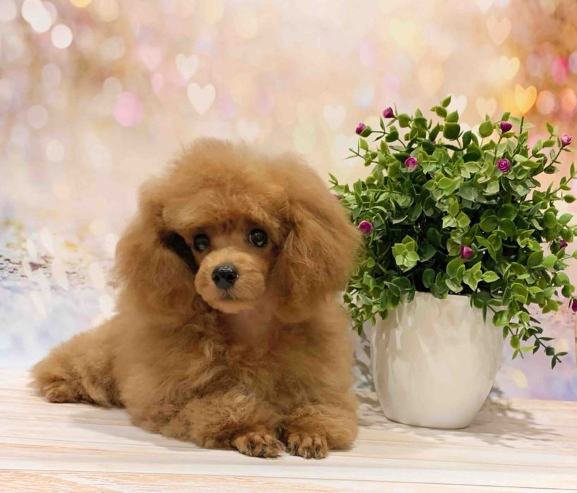 Цуценята Той Пуделя КСУ