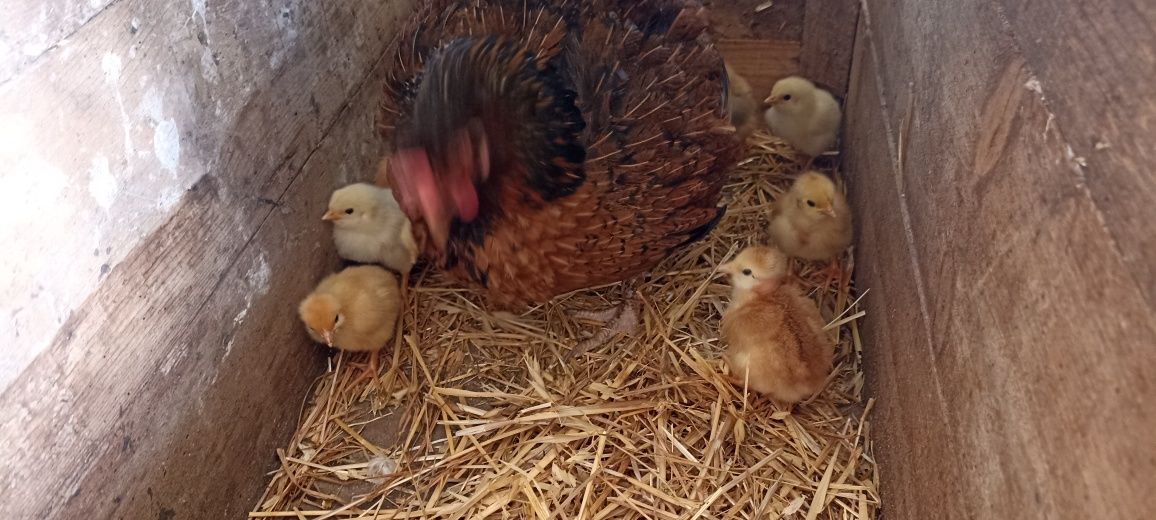 Pintos e Coquicha, pintos com ou sem mãe