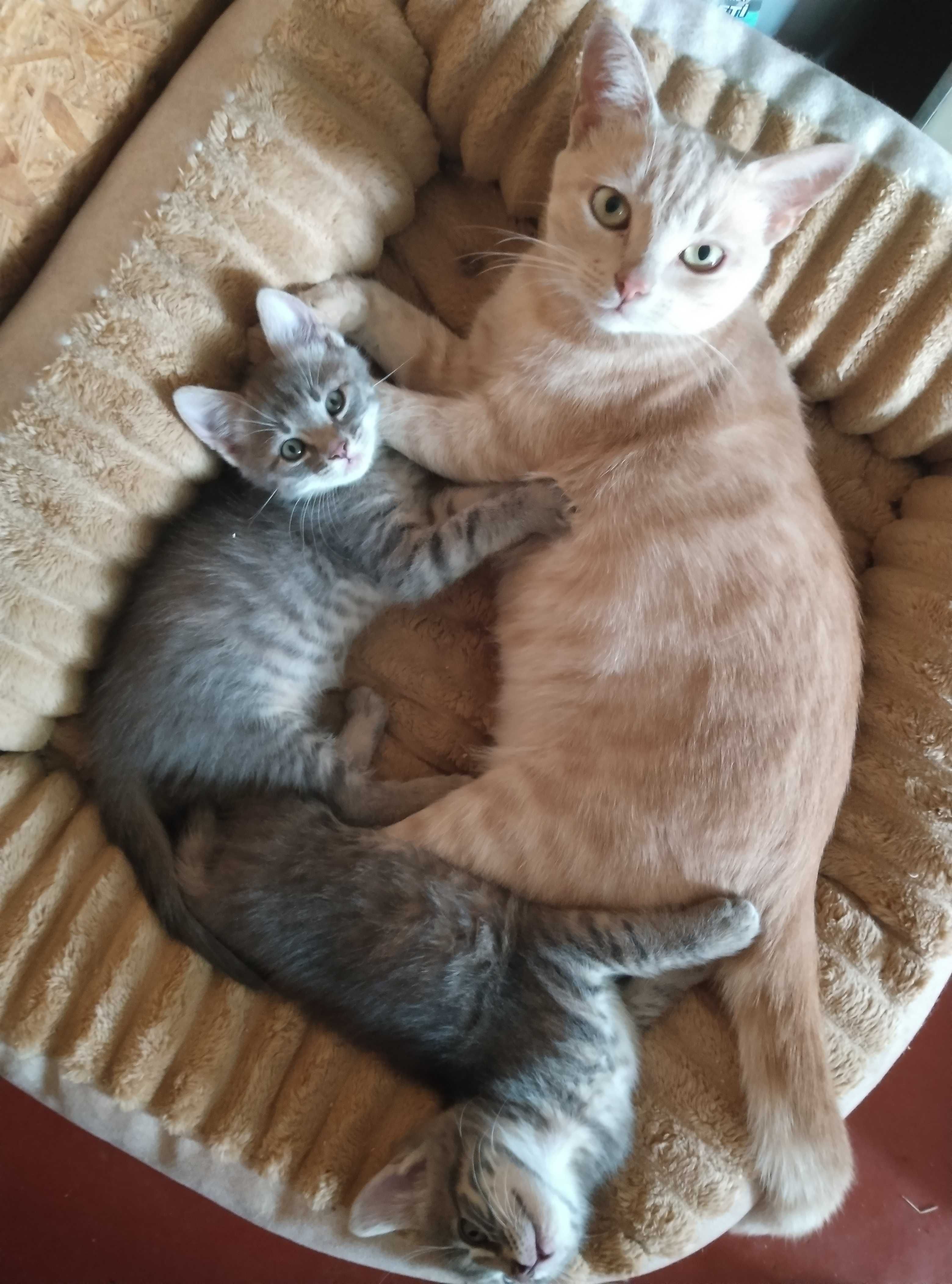 Котята и их приемная мама