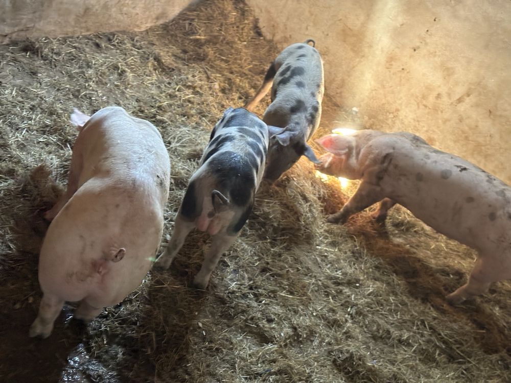 Porcas pientran porcos malhados de alcobaça