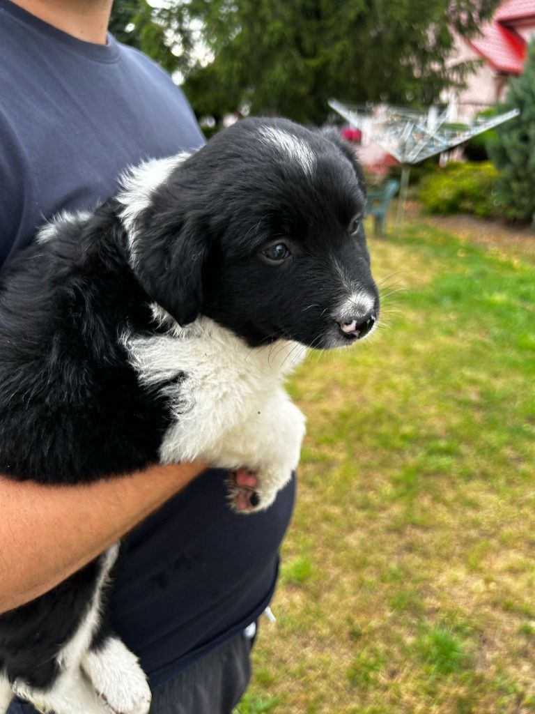 Piesek szczeniak Border Collie czarno biały