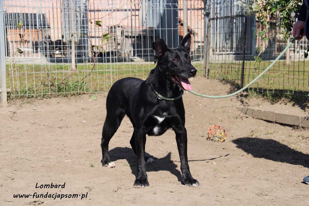 Lombard - czarny, sympatyczny pies