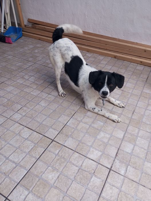 Da se cãozinho com 8 meses