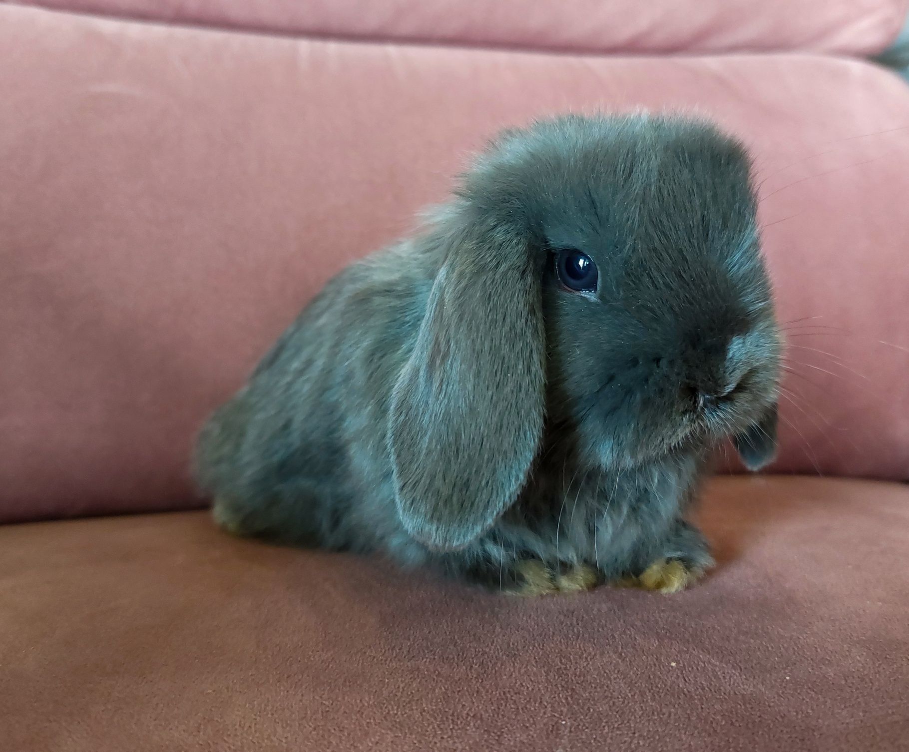 Królik Baranek Miniaturka MINI LOP