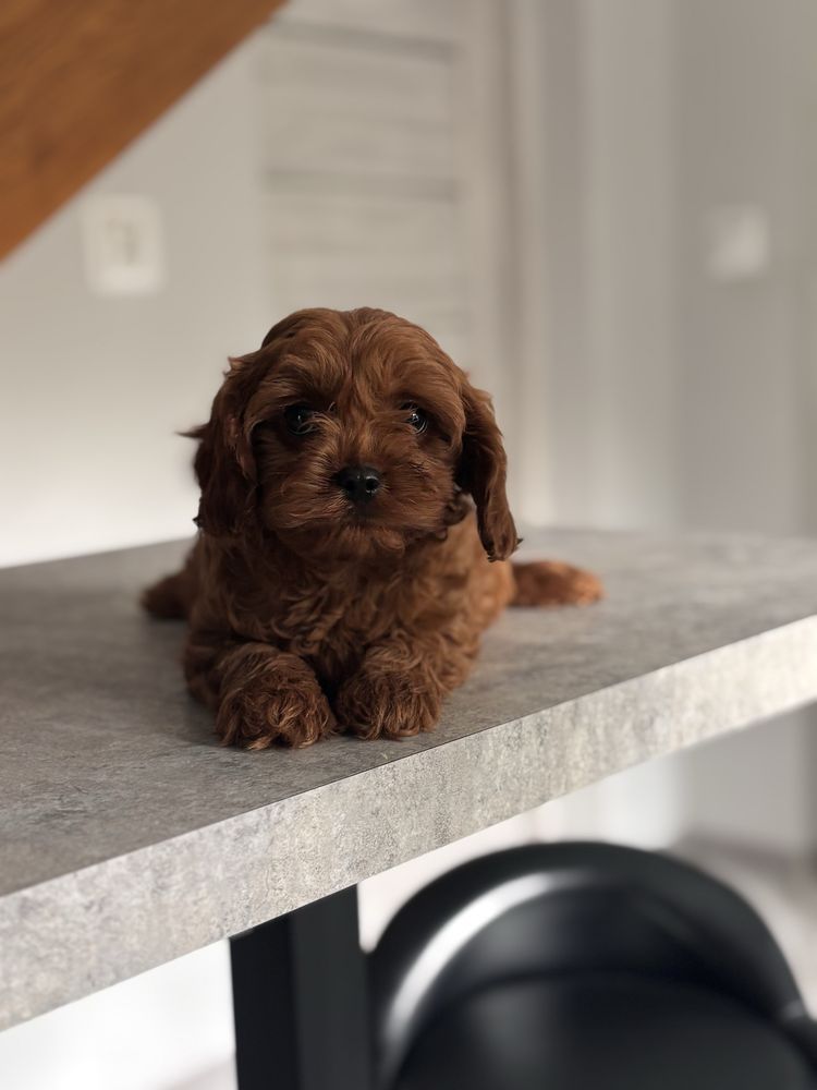 Cavapoo pudel toy rezerwacja!