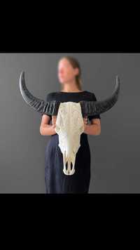 Crânio de búfalo esculpido à mão