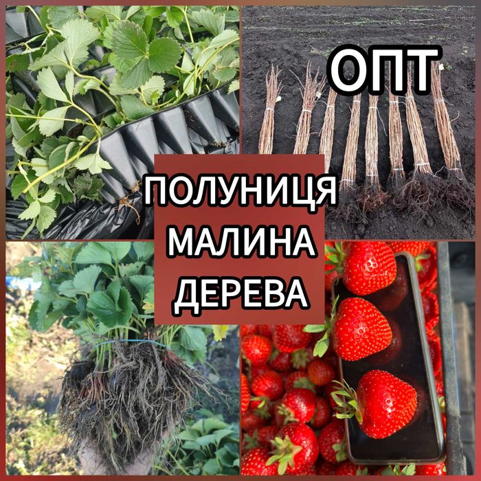 Саджанці Полуниці Розсада Малини Плодові дерева Саженцы клубники