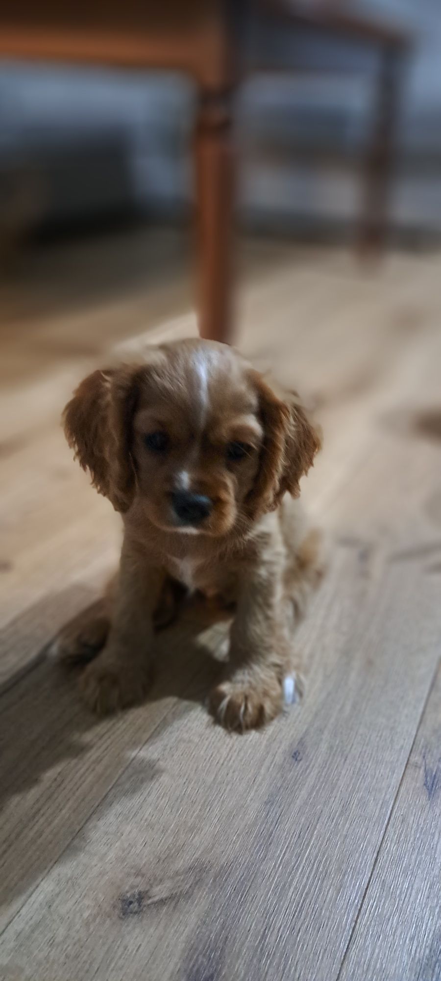 Cavalier king Charles Spaniel