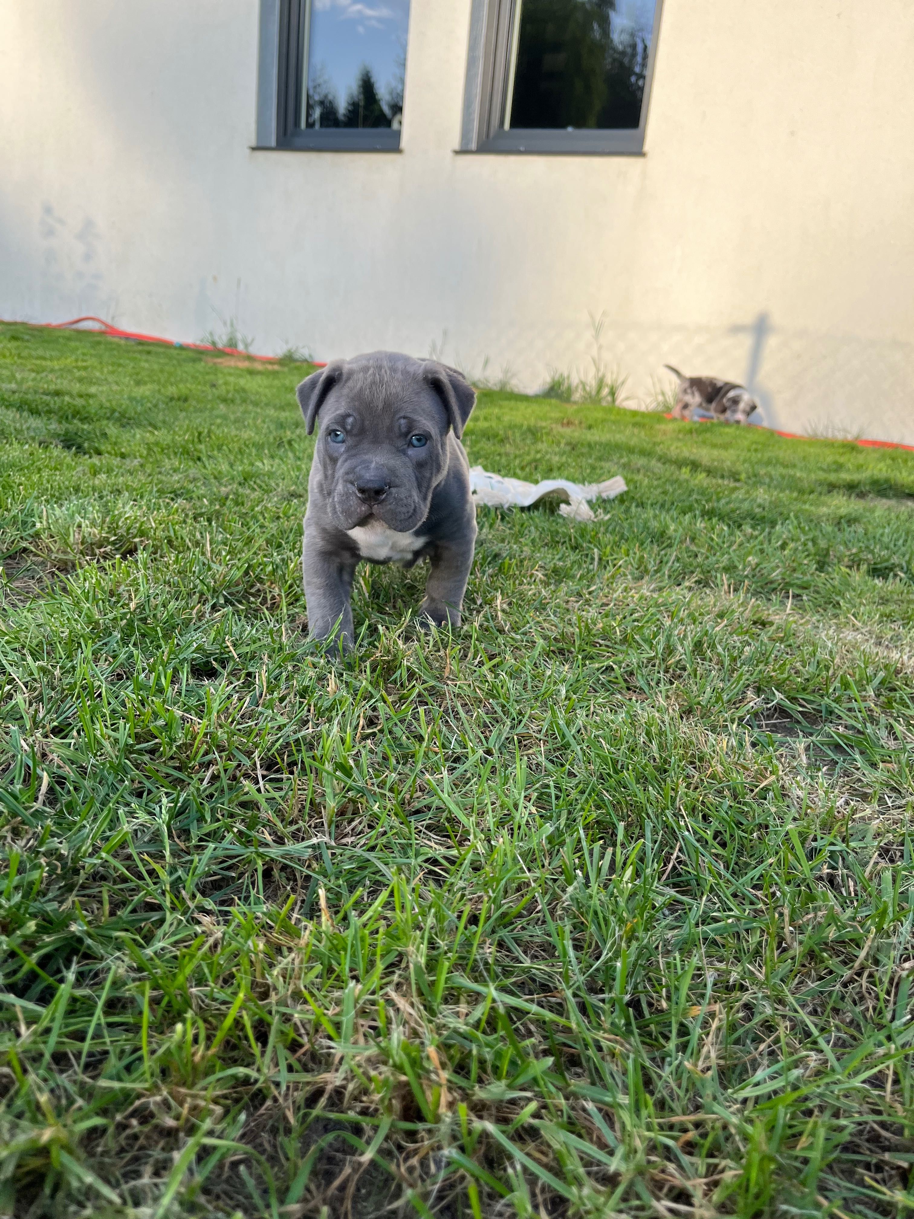 American Bully Xl chłopiec