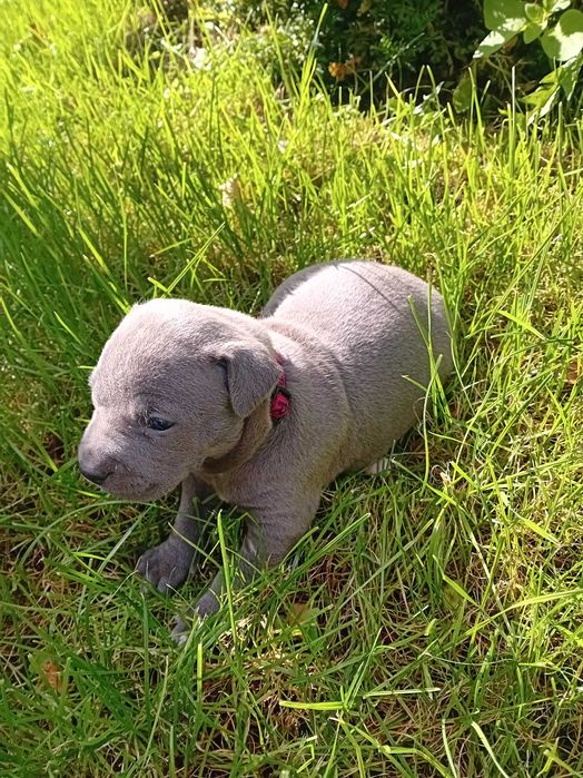 American Staffordshire Terrier