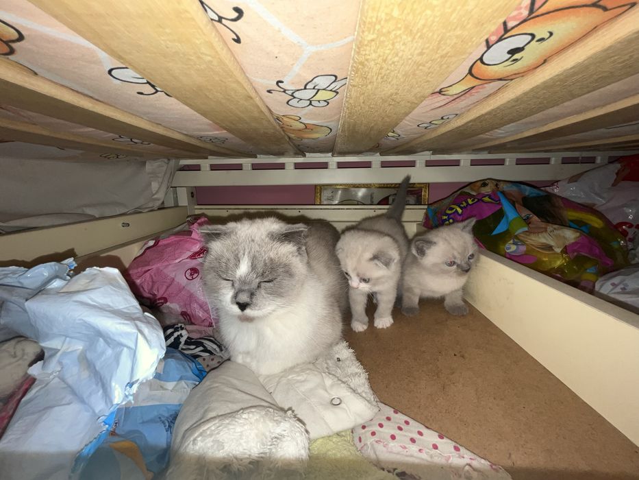 Продаются котята британской вислоухой шиншилы
