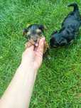York terrier suczka