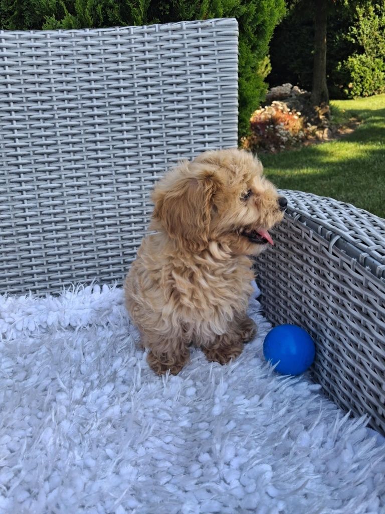 Śliczny Piesek Maltipoo