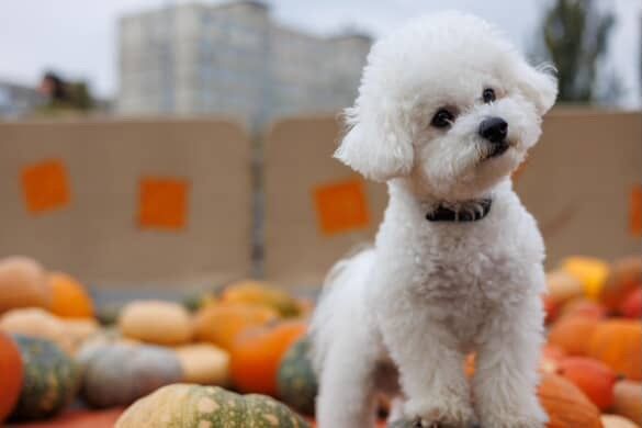 Елітні цуценята бішон фрізе (bichon frise).
