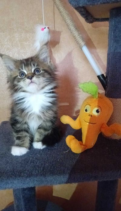 Kotka Maine Coon Clover