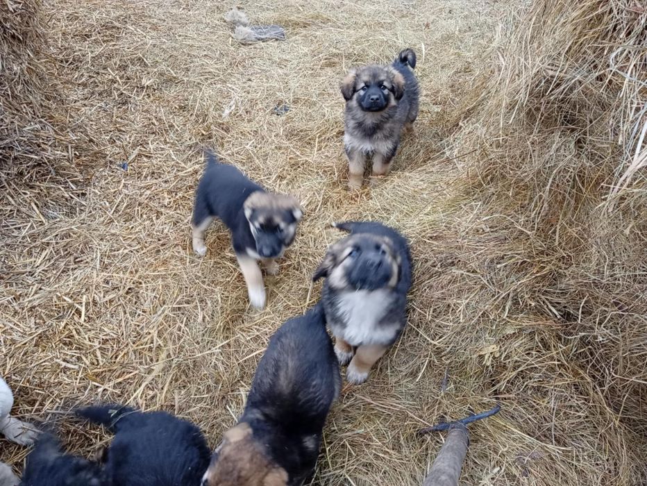 Oddam za darmo szczeniaki