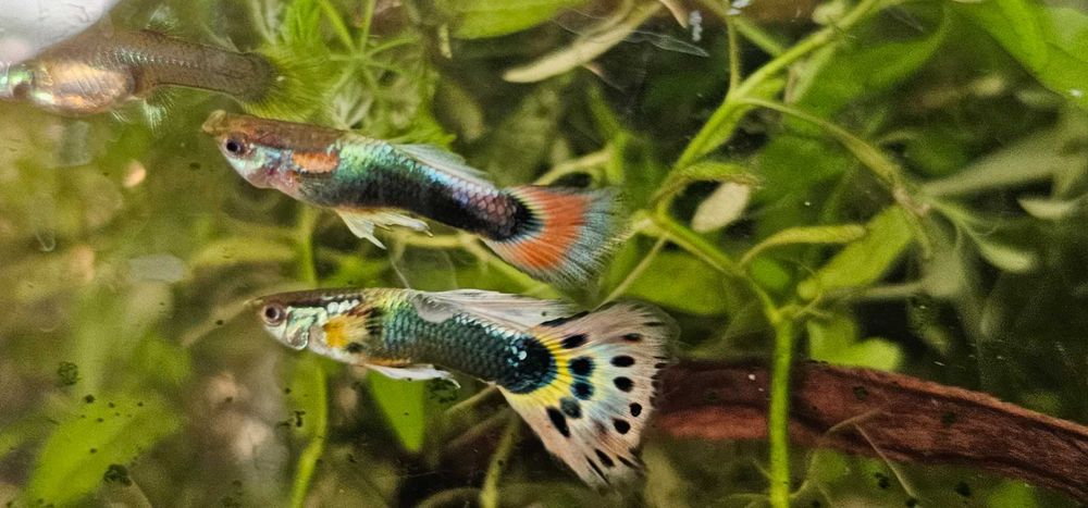 Sprzedam rybki Gupiki