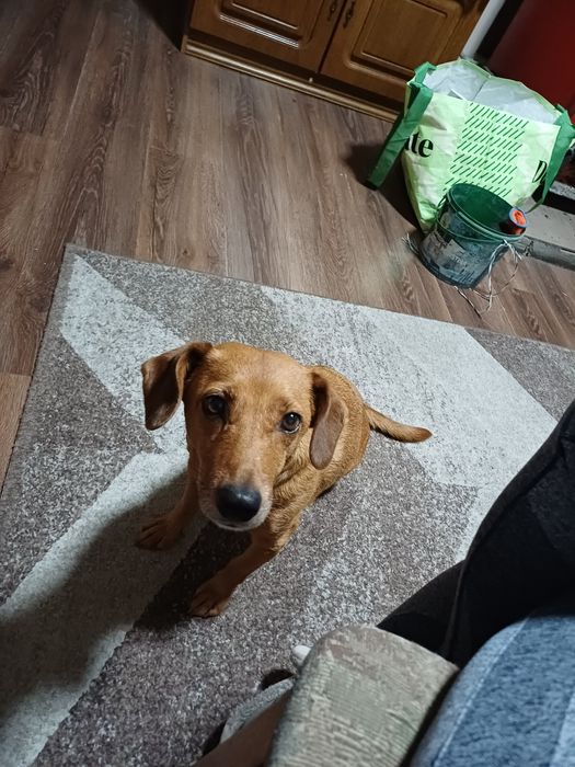 Oddam suczke tylko osobą zdecydowanym