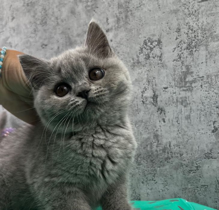 Kot brytyjski kocięta brytyjskie kotka brytyjska