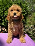Goldendoodle mini dziewczynka Lisa
